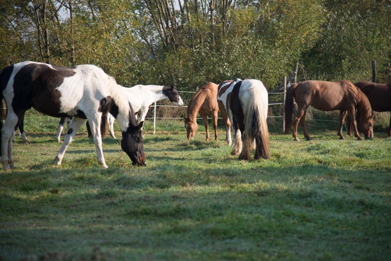 Ranchzimmer Am Hippo-Campus Reit- Und Therapiezentrum Deutsch Haslau Экстерьер фото