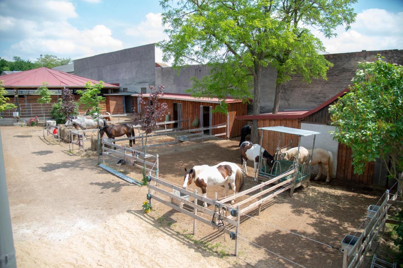 Ranchzimmer Am Hippo-Campus Reit- Und Therapiezentrum Deutsch Haslau Экстерьер фото