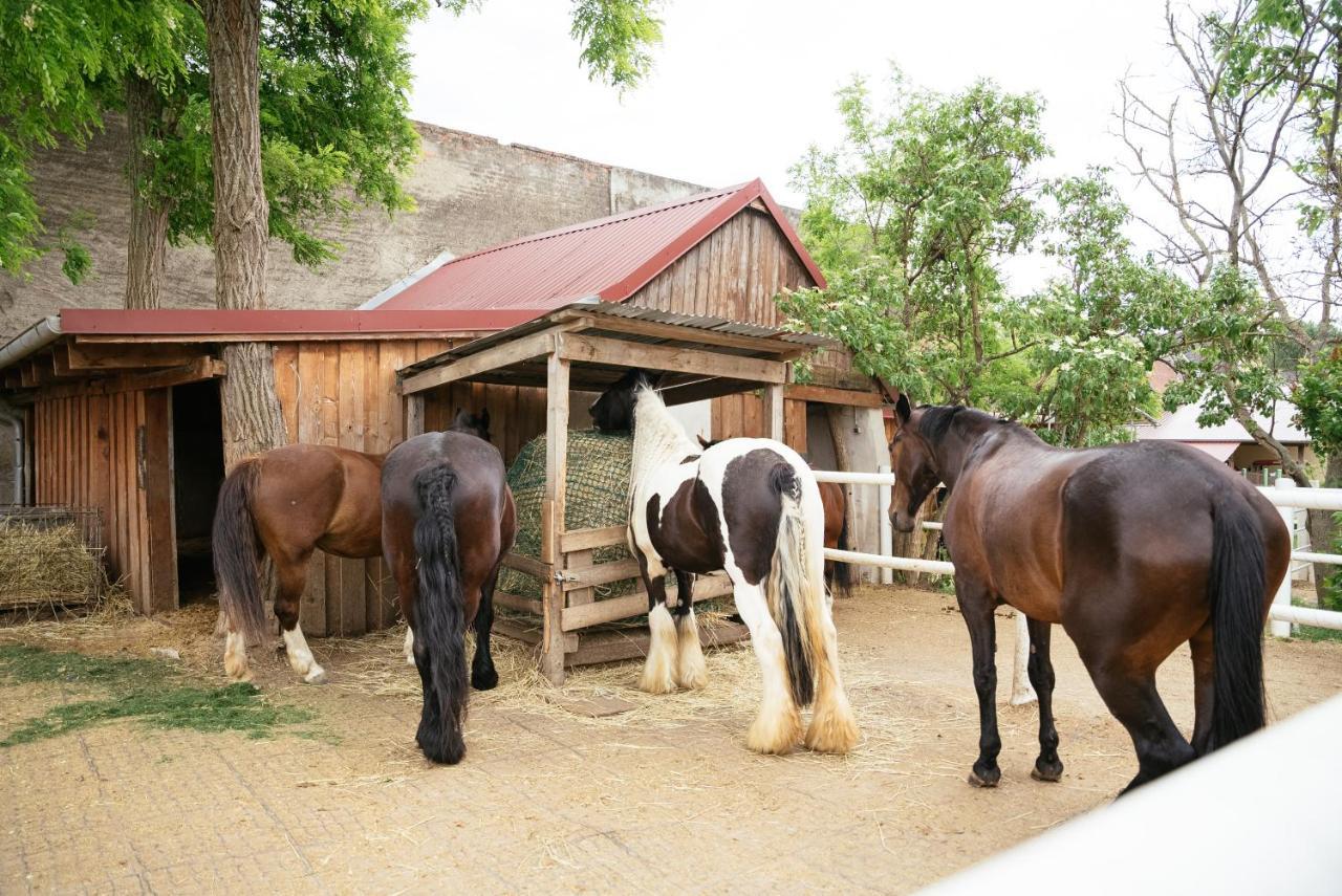 Ranchzimmer Am Hippo-Campus Reit- Und Therapiezentrum Deutsch Haslau Экстерьер фото